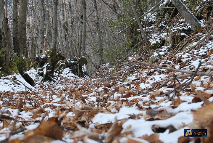 tappeto di foglie e neve.JPG